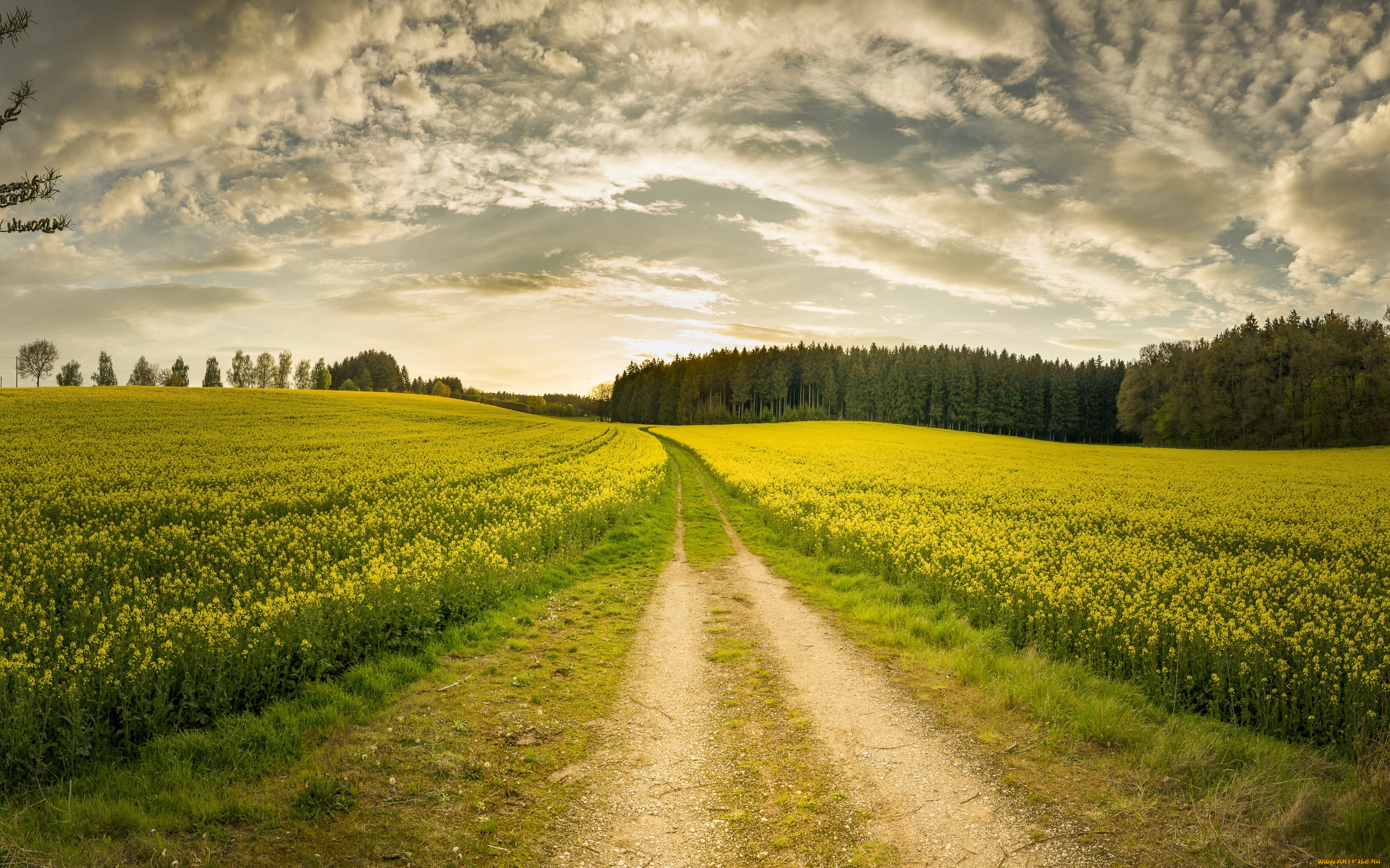 Country field. Проселочная дорога в поле. Летняя дорога. Лето поле. Тропинка в поле.